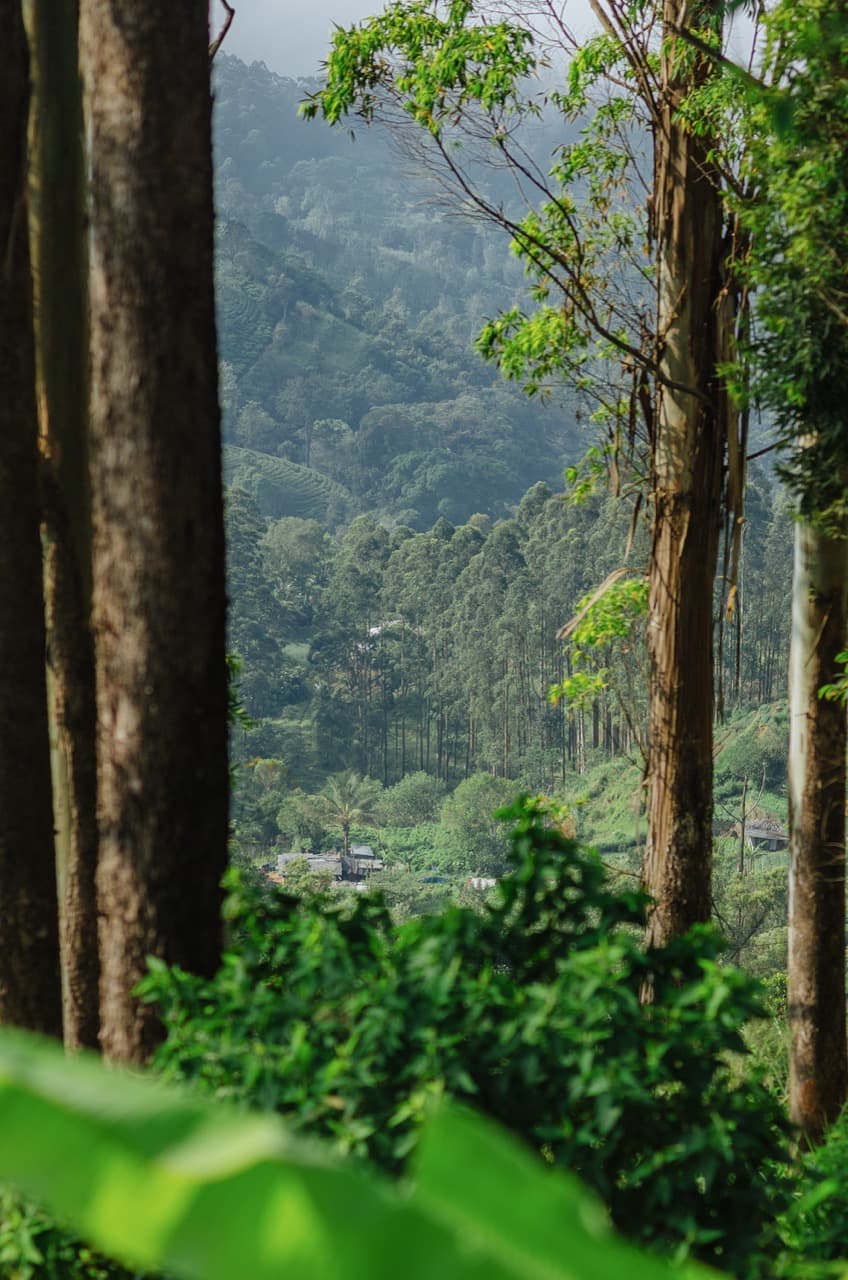 Превью Sri Lanka 2022